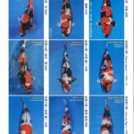 ZNA The 57th International Koi Show 2021