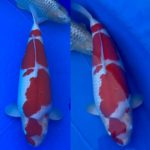 46th Tokai District koi show 2021