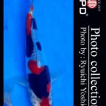 9th International Junior koi Show 2022
