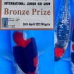 9th International Junior koi Show 2022