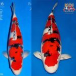 Amazing koi keeping in England