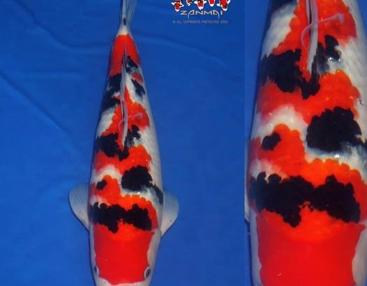 The All England Koi Show 2022