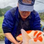 Nishikigoi Murakami Harvest visit