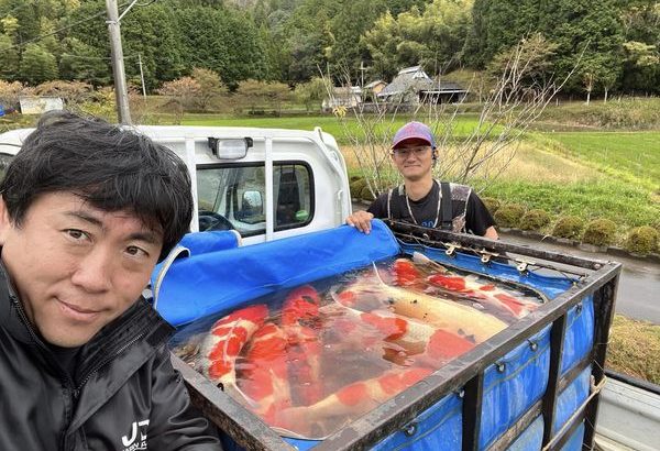 Nishikigoi Murakami Harvest visit