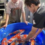 Amazing good result at Kanno koi farm in Niigata