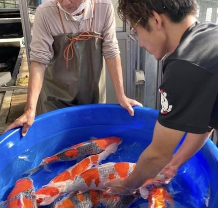 Amazing good result at Kanno koi farm in Niigata