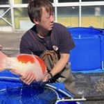 Tedori fish land Koi harvest visit