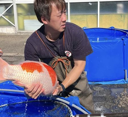 Tedori fish land Koi harvest visit