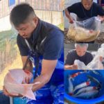 丸重養鯉場２歳鯉池上げ