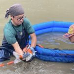 吉備錦鯉池揚げ訪問
