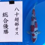 2022年12月3・4日 第50回記念関東甲信地区総合錦鯉品評会