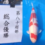 2022年12月3・4日 第50回記念関東甲信地区総合錦鯉品評会