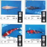 2022年12月4日 関西地区総合錦鯉品評会
