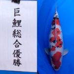 2022年12月3・4日 第50回記念関東甲信地区総合錦鯉品評会