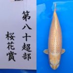 2022年12月3・4日 第50回記念関東甲信地区総合錦鯉品評会