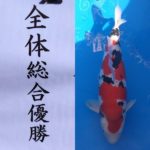 2022年12月3・4日 上野恩賜公園 噴水前広場にて第50回記念関東甲信地区総合錦鯉品評会が開催されました。