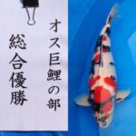 2022年12月3・4日 第50回記念関東甲信地区総合錦鯉品評会