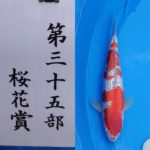2022年12月3・4日 第50回記念関東甲信地区総合錦鯉品評会