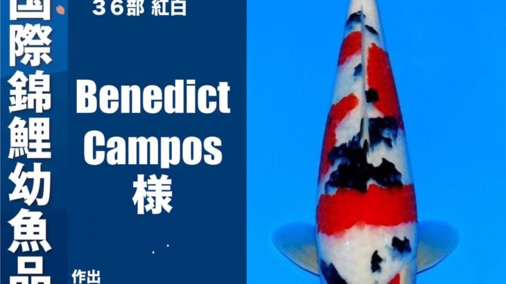 The 11th International Junior Koi show 2024