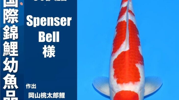 The 11th International Junior Koi show 2024