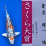 2024年4月6日、7日 第15回千葉県若鯉品評会