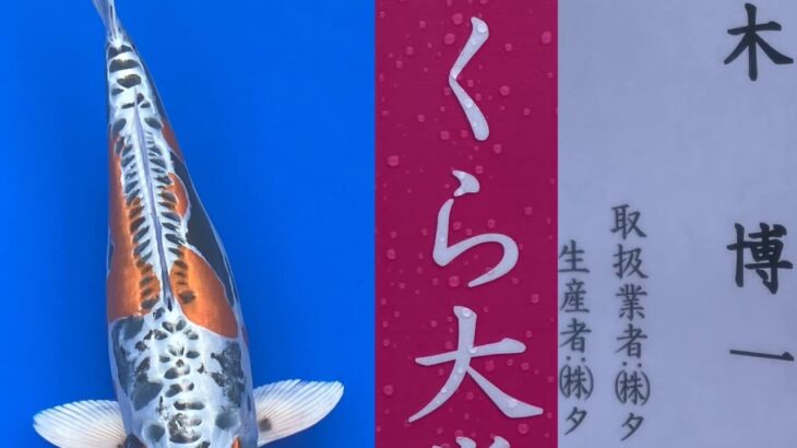 2024年4月6日、7日 第15回千葉県若鯉品評会