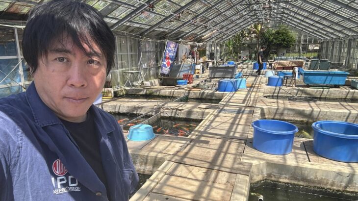 錦鯉むらかみ様の第11回池揚げコンテスト〜High Rank〜が開催