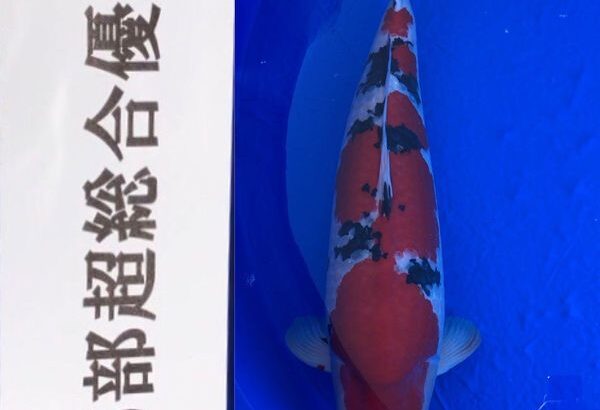 6-December 2020 Kansai District Koi Show