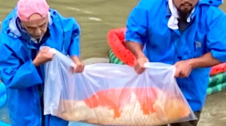 Torazo Urakawa koi farm main mud harvest