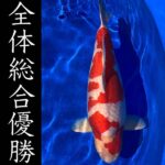 2021年12月4〜5日 第29回九州地区総合錦鯉品評会