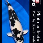 JPD Koi photo Video Collections