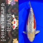 The 52nd All Japan Nishikigoi Show 2021 NISHIKIGOI of THE WORLD