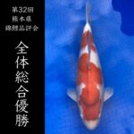 第32回 熊本県錦鯉品評会&即売会