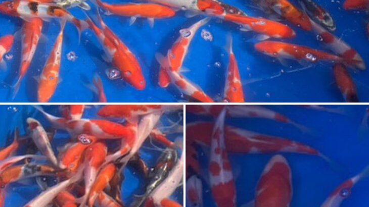 2023年　5月3日〜6日 藤田養魚春の即売会