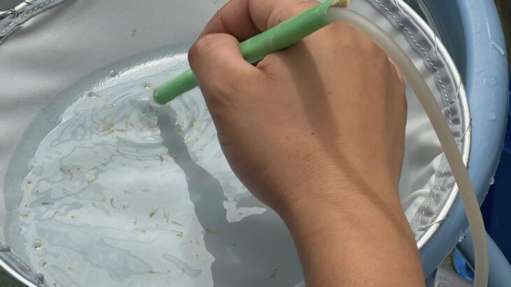 Isa koi Farm