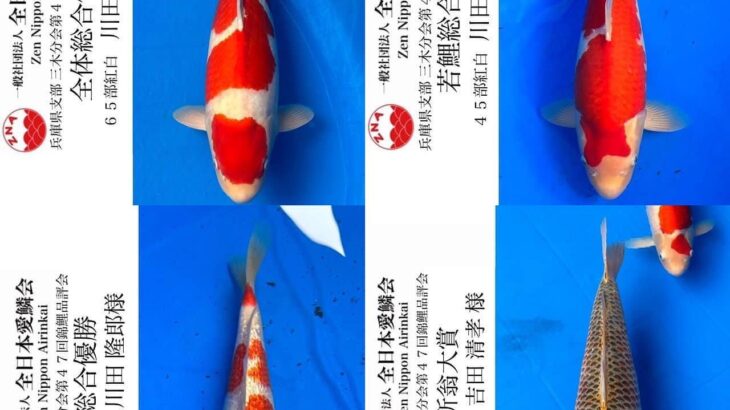 2023年10月8日 全日本愛鱗会兵庫県支部 三木分会第47回錦鯉品評会