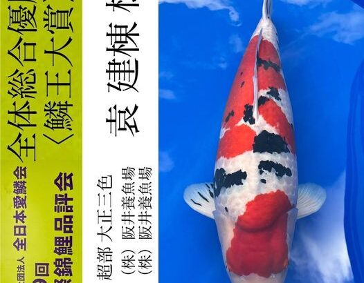 59th ZNA International Koi Show 11-November 2023