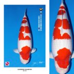 All Japan Koi Show 2024