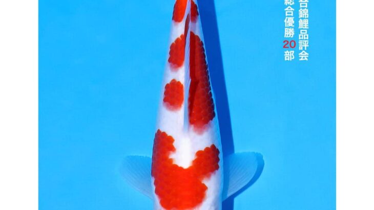 All Japan Koi Show 2024
