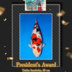 Nusatic koi show 2024