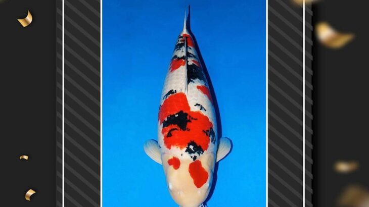 Nusatic koi show 2024