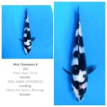 JPD Nusatic koi show 2024✨