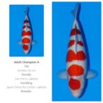 JPD Nusatic koi show 2024