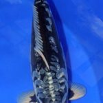 2016 九月24-25 日，北京錦鯉大賽。