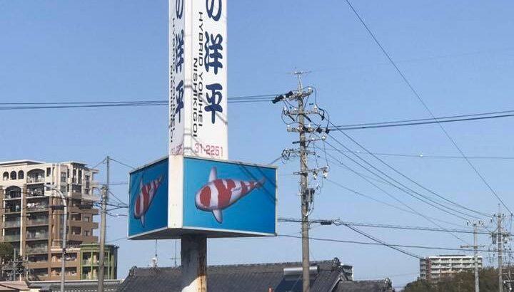 鯉の洋平訪問