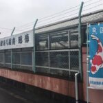Nishikigoi no Shoutoku visit.