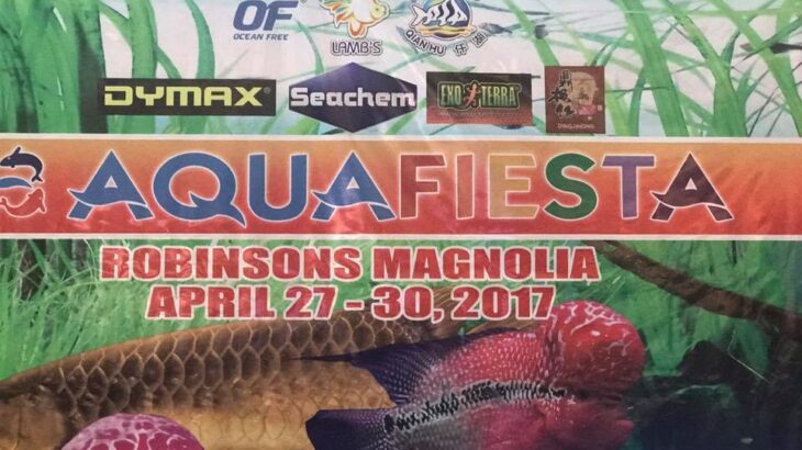 Final day Aqua Fiesta visit.