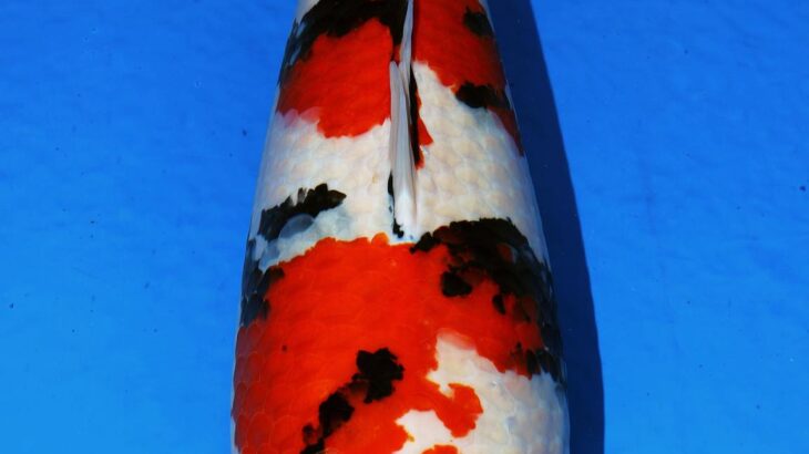 Nagaoka Nogyosai Koi Show 2017.