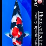 My favorite koi