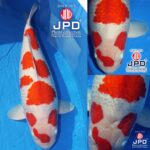 My favorite koi